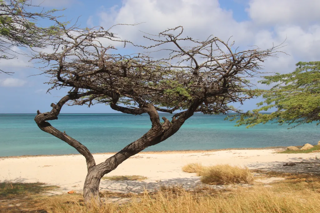 Eagle Beach, 16.03.2026 11:03