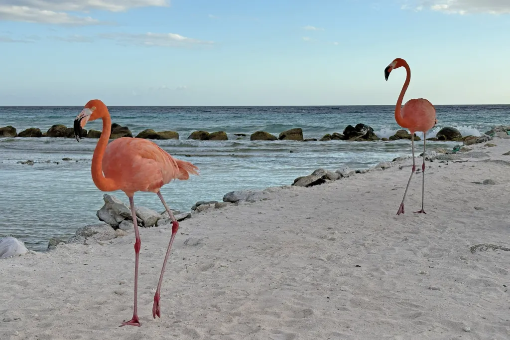 Flamingos, 14.03.2026 19:04