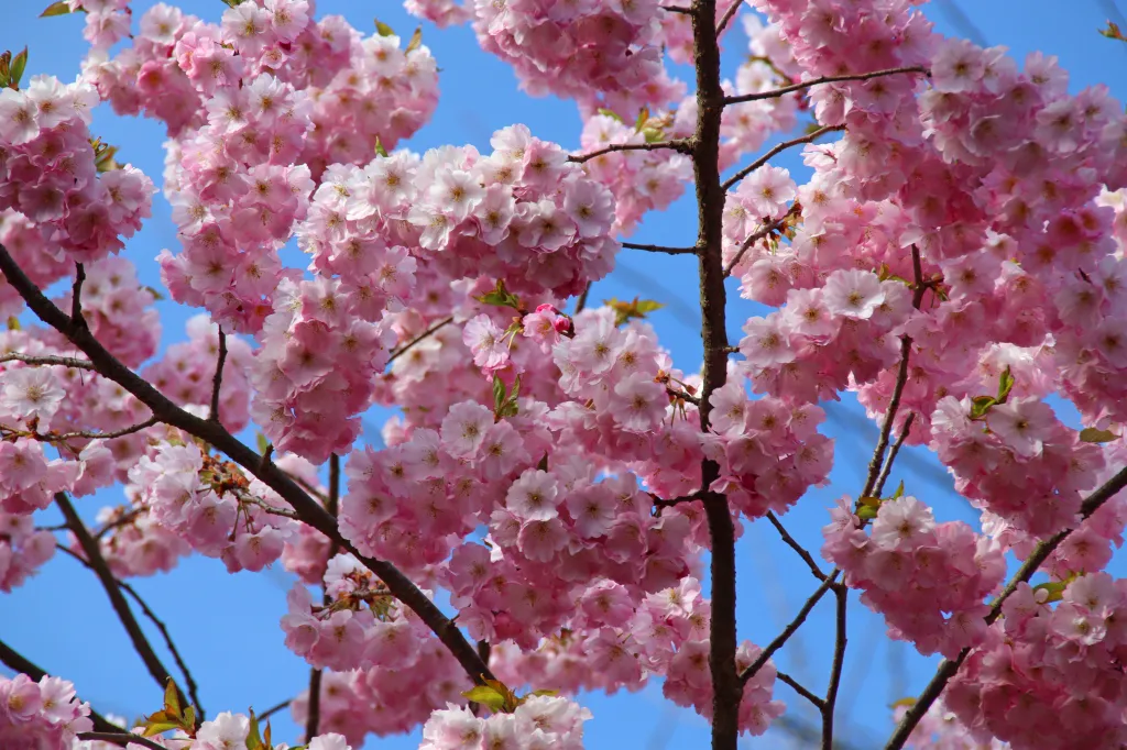 Planten un Blomen, 03.04.2026 18:08