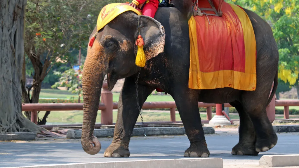 Ayutthaya, 11.03.2016 14:22