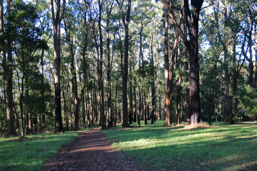 Mount Dandenong, 22.03.2016 18:12