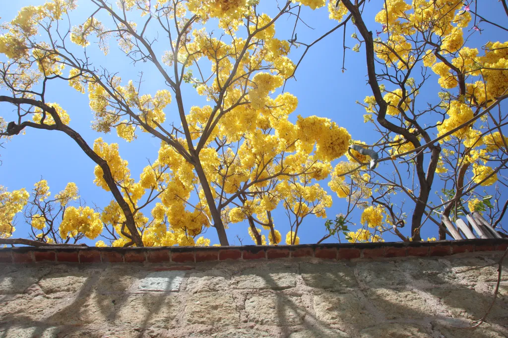 ¡Viva México!, 04.03.2026 12:20