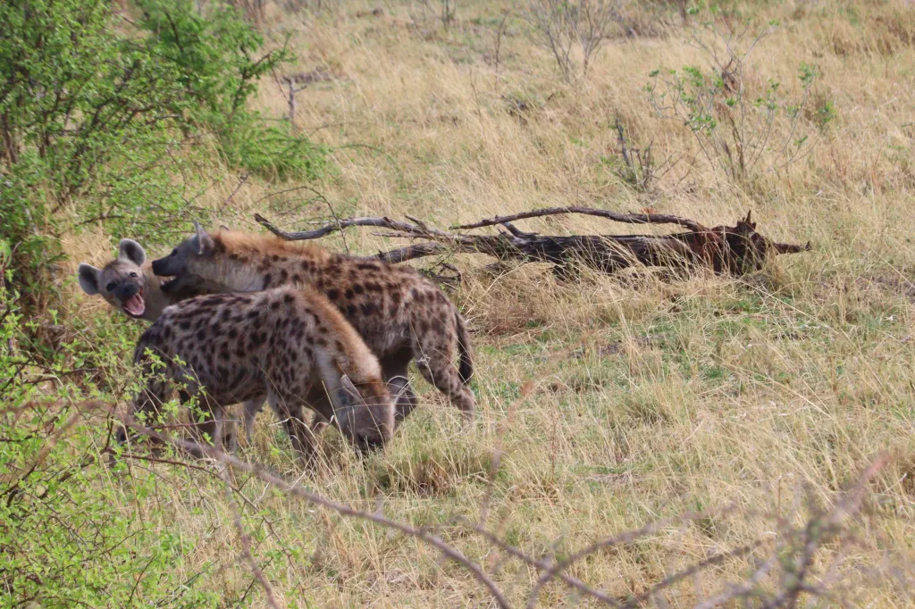 Etosha-Safari, 14.11.2025 09:54