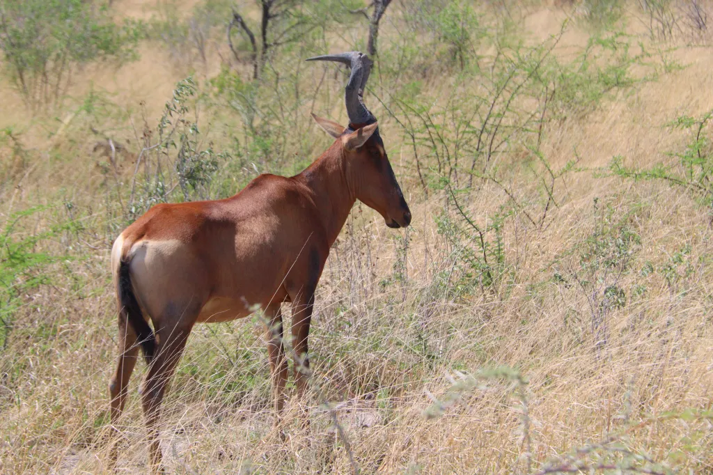 Etosha-Safari, 14.11.2025 11:49