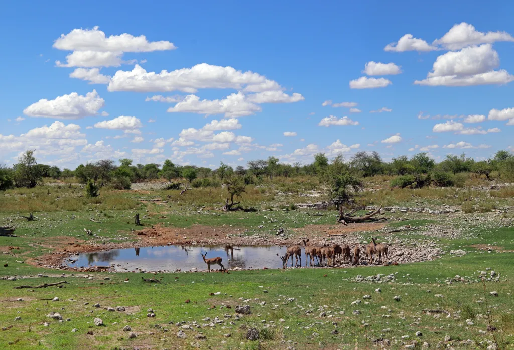 Etosha-Safari, 14.11.2025 15:37