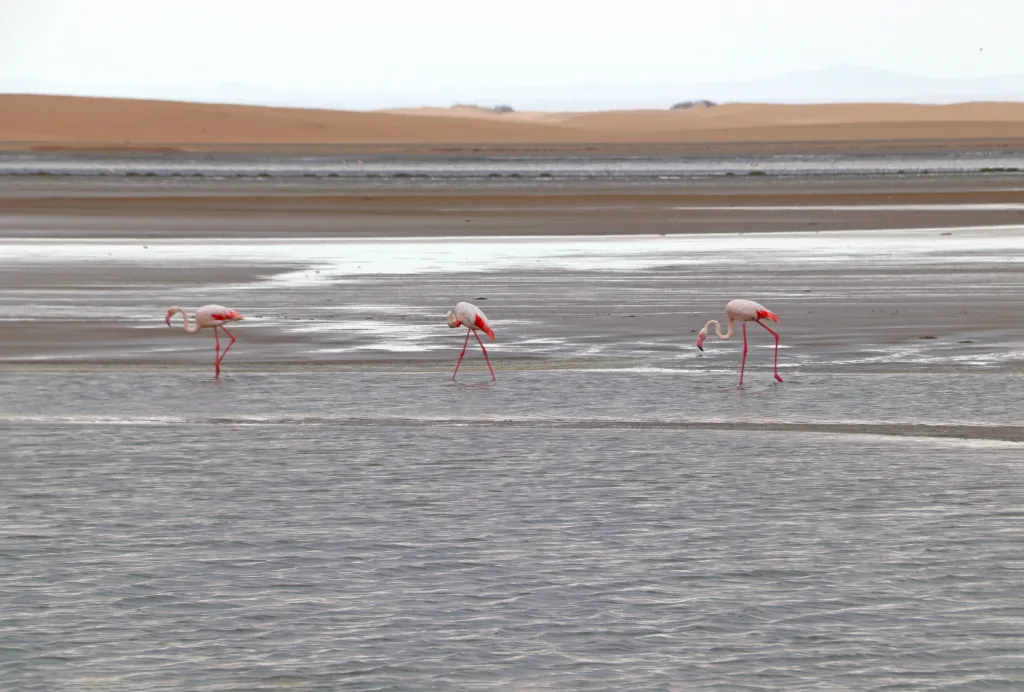 Flamingo Lagoon, 06.11.2025 11:04