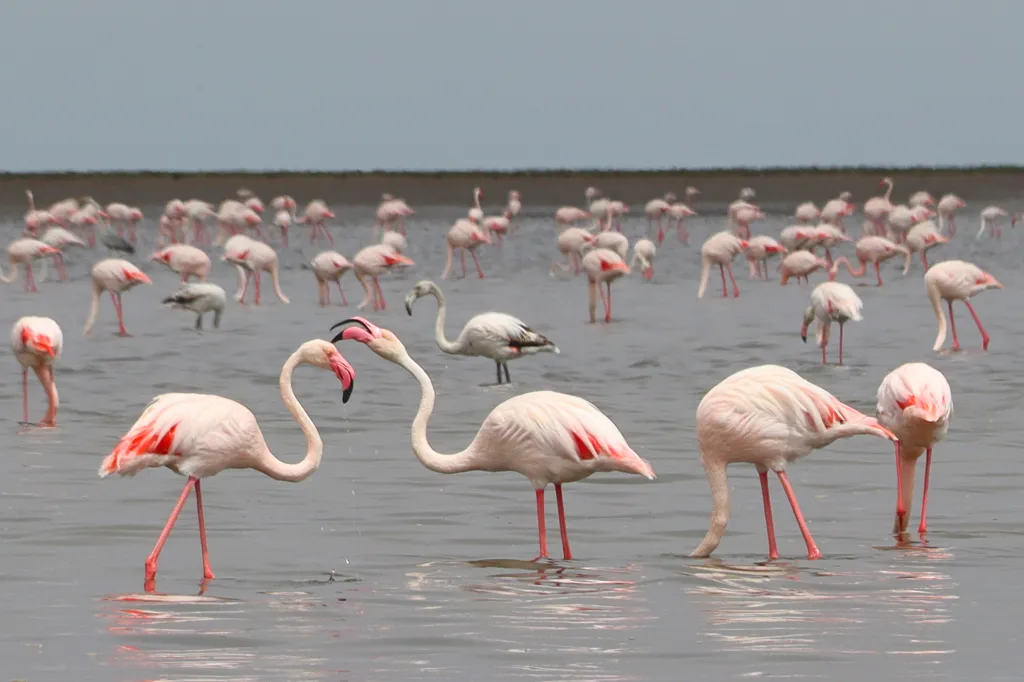 Flamingo Lagoon, 06.11.2025 12:13