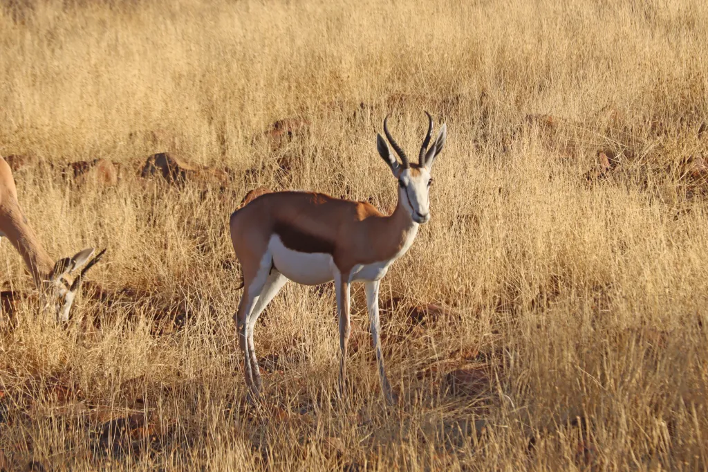 Grootberg, 11.11.2025 19:34