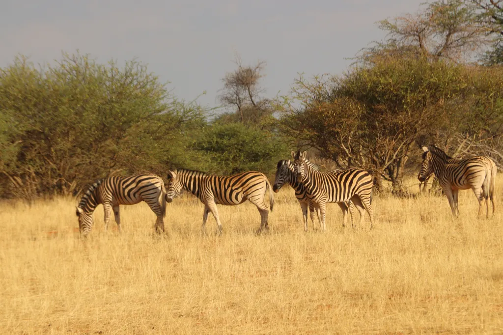 Jansen Kalahari Guest Farm, 28.10.2025 18:47
