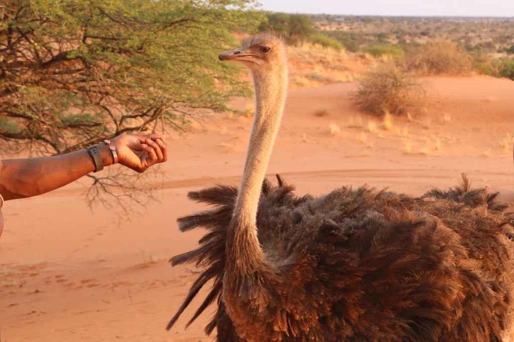 Jansen Kalahari Guest Farm, 28.10.2025 19:47