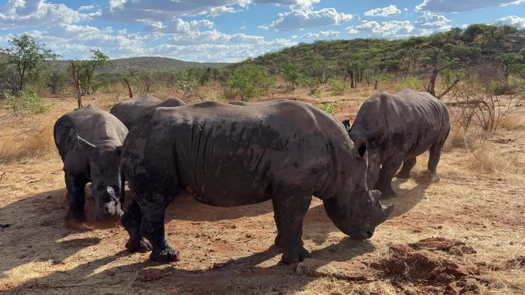 Okutala Game Drive, 12.11.2025 17:44