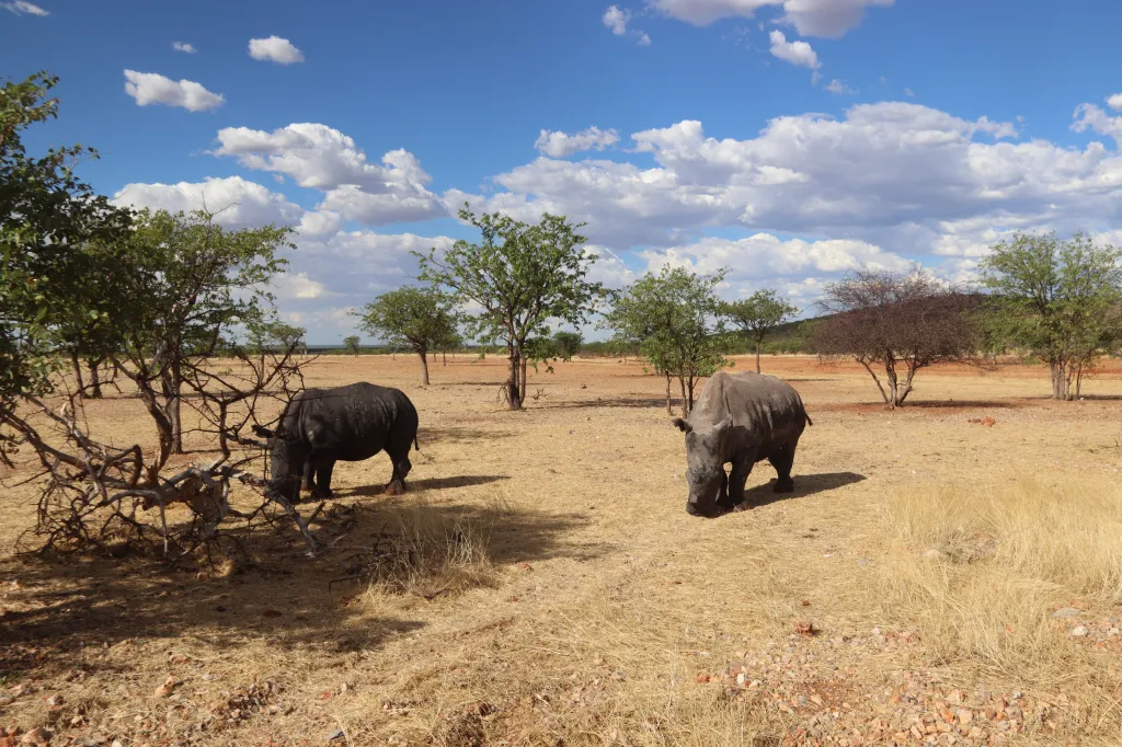 Okutala Game Drive, 12.11.2025 17:35