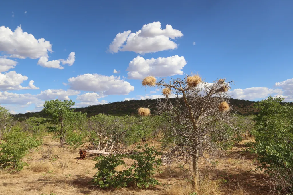 Okutala Game Drive, 12.11.2025 17:55