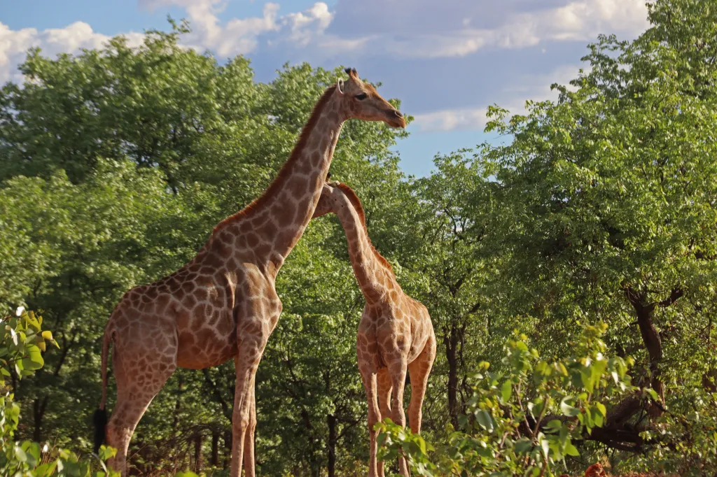 Okutala Game Drive, 12.11.2025 18:49