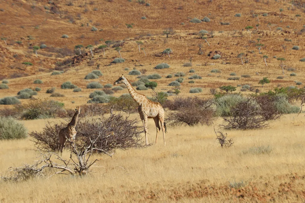 Palmwag, 11.11.2025 09:18