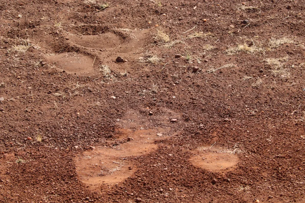 Palmwag, 11.11.2025 10:36