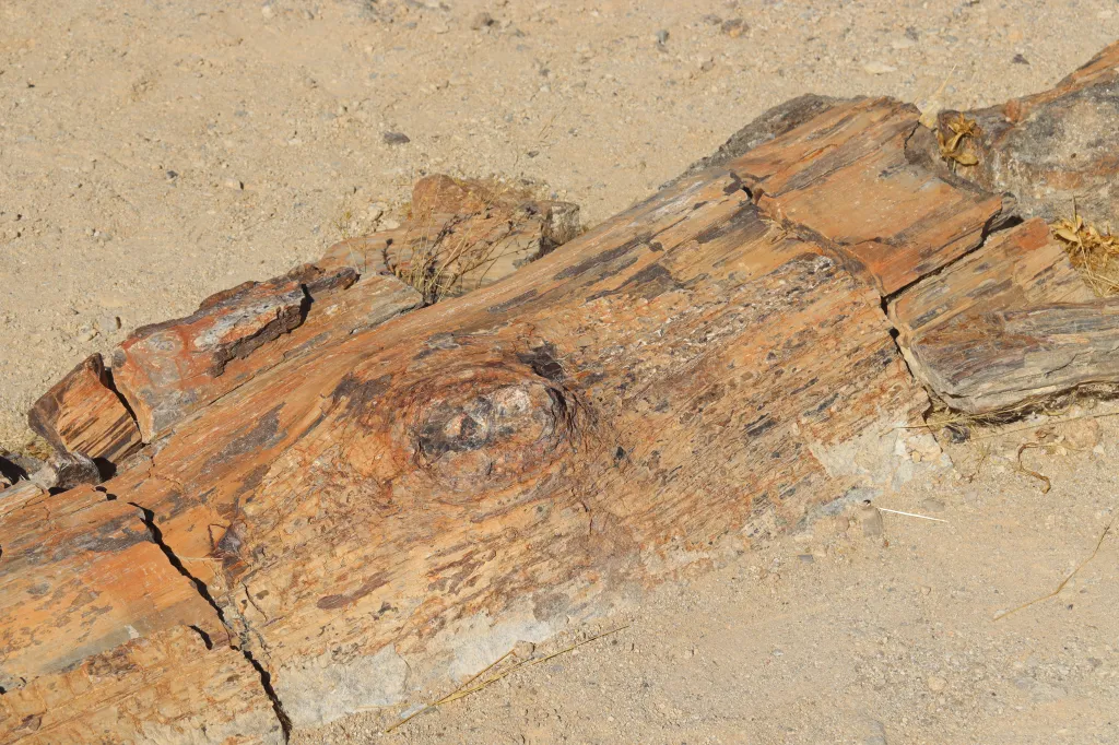 Versteinerter Wald, 09.11.2025 17:20