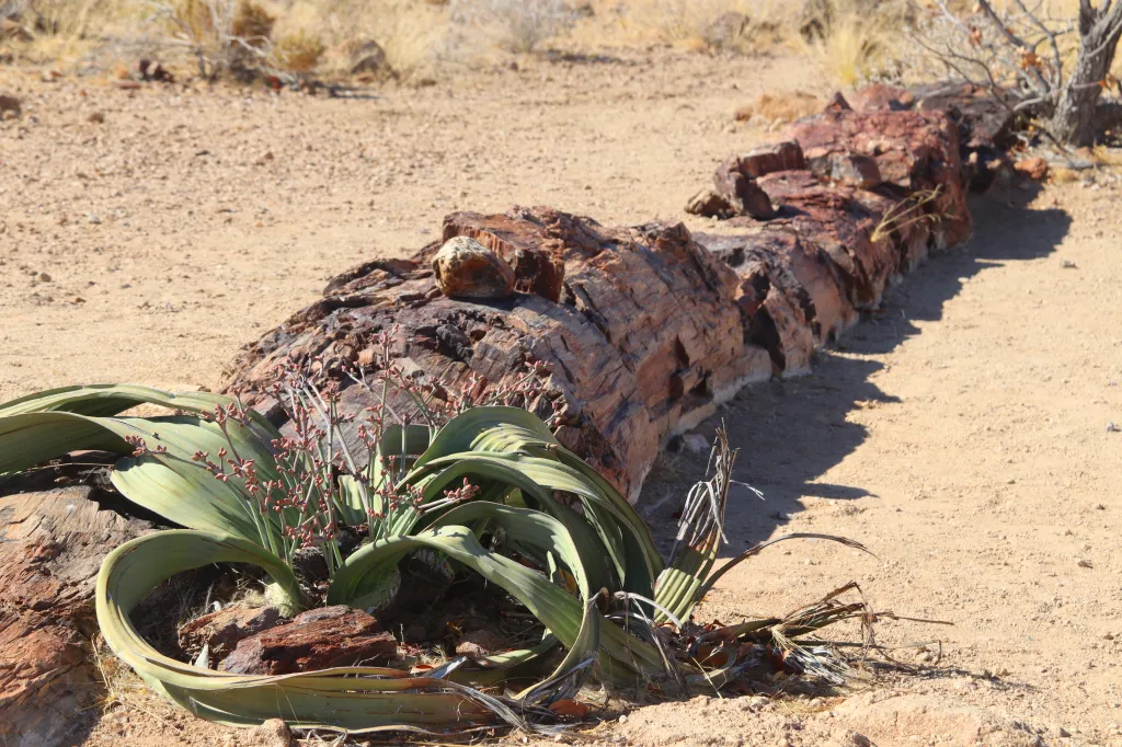 Versteinerter Wald, 09.11.2025 17:24