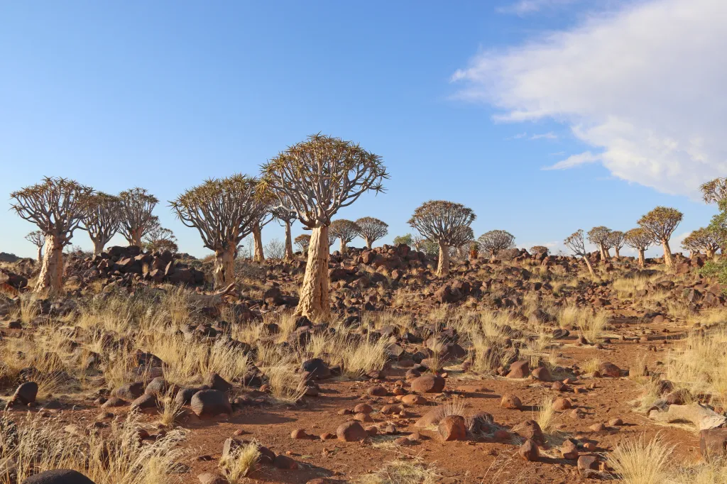 Quivertree forest, 29.10.2025 18:38