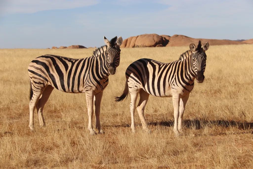 Spitzkoppen Lodge, 08.11.2025 18:36