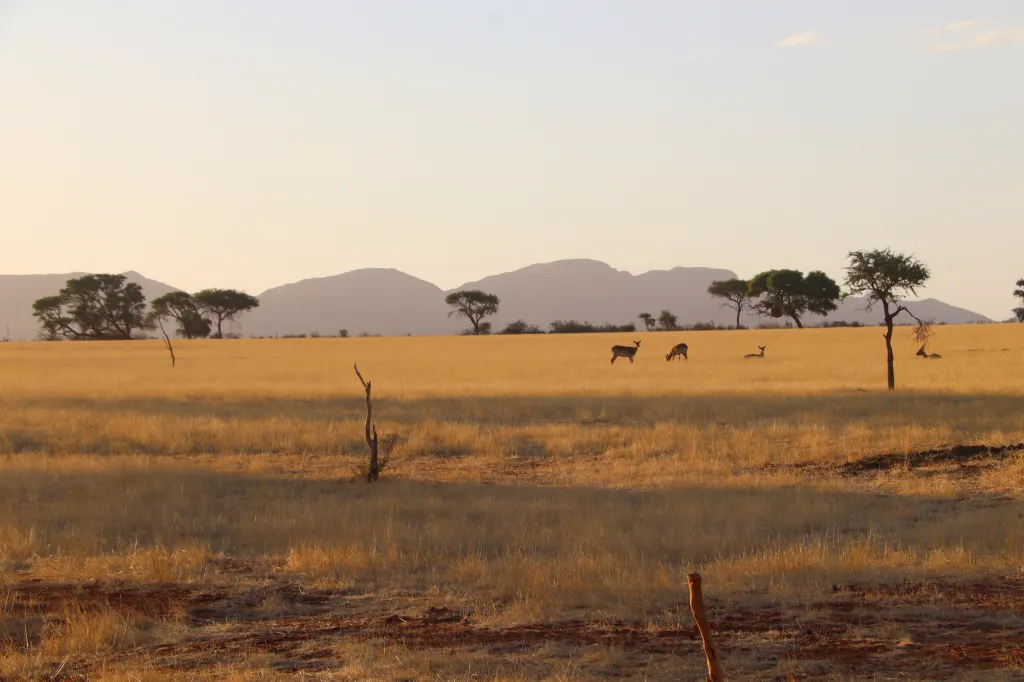 We Kebi Safari Lodge, 02.11.2025 19:42