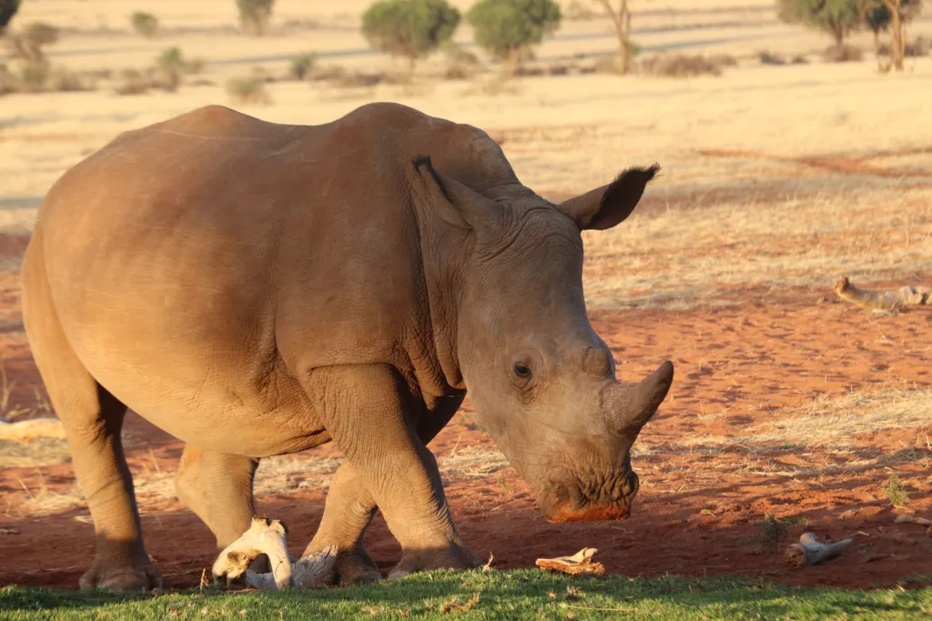 We Kebi Safari Lodge, 02.11.2025 19:52