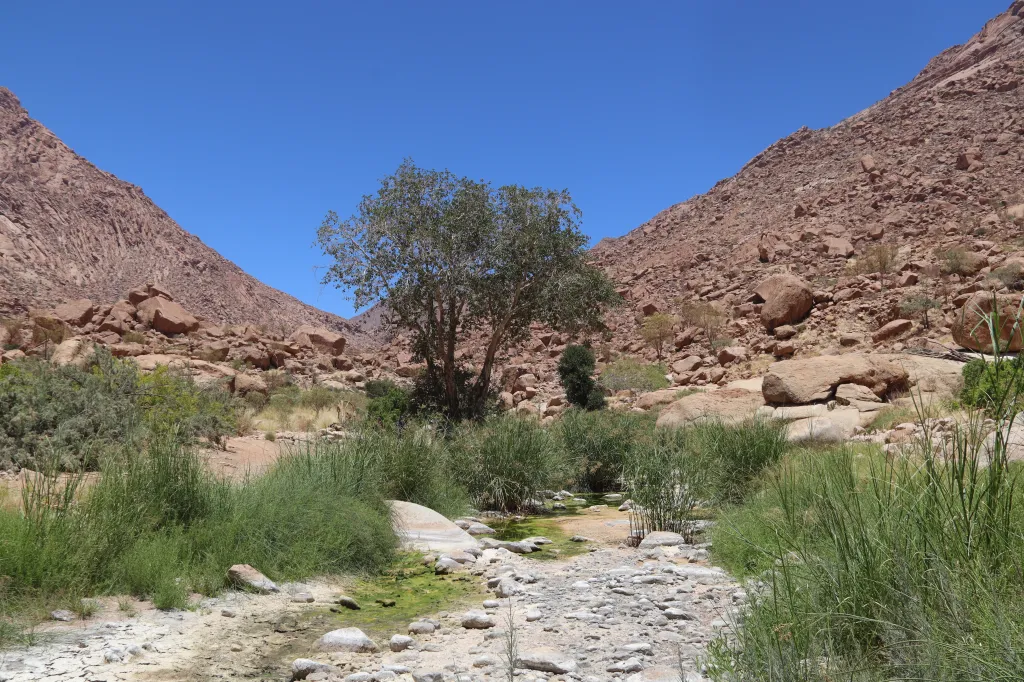 White Lady, 09.11.2025 13:19