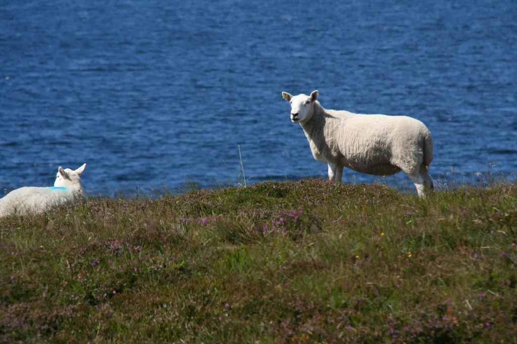 Isle of Skye: Elgol, 20.07.2012 12:39