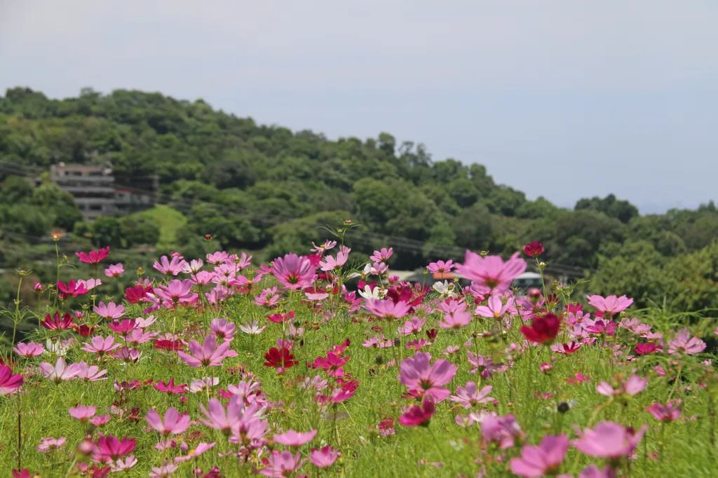 Letzter Teil: Maokong, 16.05.2024 12:45